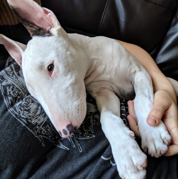 Meet the posher - Picture 6 of 6